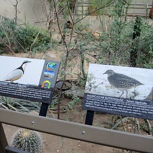 Wild Life Trek - Life in the Desert