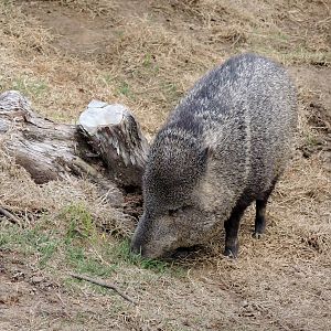 Wild Life Trek - Life in the Desert