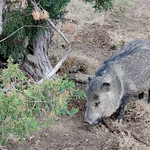 Wild Life Trek - Life in the Desert