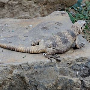 Wild Life Trek - Life in the Desert