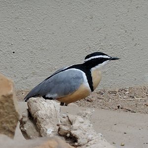 Wild Life Trek - Life in the Desert