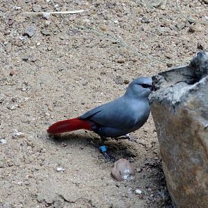 Wild Life Trek - Life in the Desert