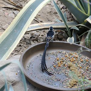 Wild Life Trek - Life in the Desert