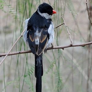 Wild Life Trek - Life in the Desert
