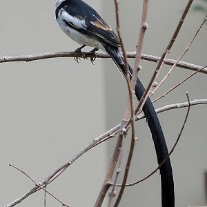 Wild Life Trek - Life in the Desert