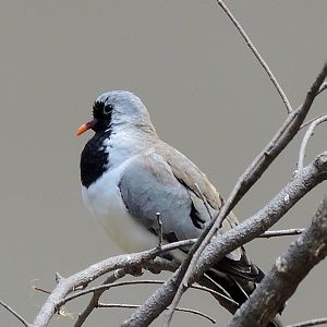 Wild Life Trek - Life in the Desert