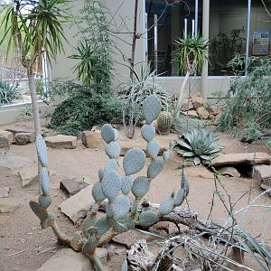 Wild Life Trek - Life in the Desert