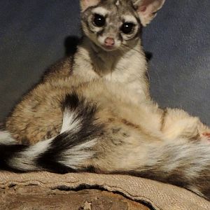 Wild Life Trek - Life in the Desert