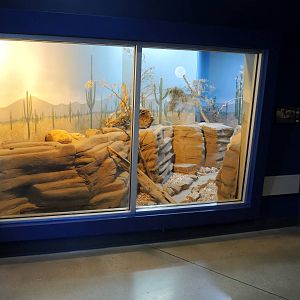 Wild Life Trek - Life in the Desert