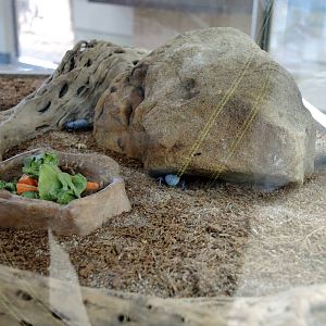 Wild Life Trek - Life in the Desert