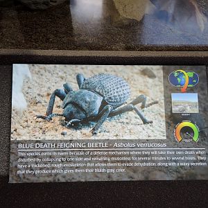 Wild Life Trek - Life in the Desert