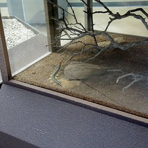 Wild Life Trek - Life in the Desert