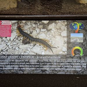 Wild Life Trek - Life in the Desert