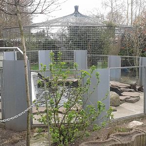 Enclosure Oriental small-clawed otters