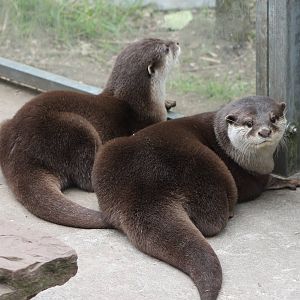 Oriental small-clawed otters