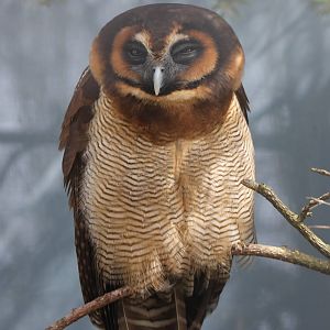 Brown wood owl