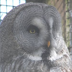 Great grey owl