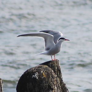 Common tern