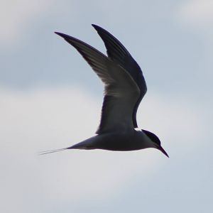 common tern