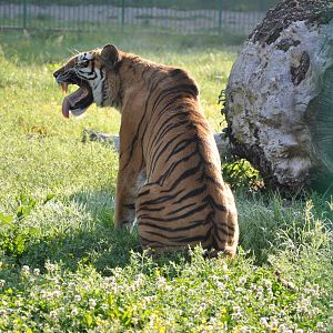 Amur tiger/ Panthera tigris altaica