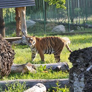 Amur tiger/ Panthera tigris altaica