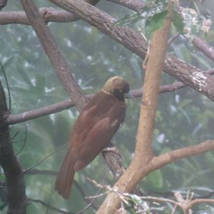 Lesser Bird-of-Paradise
