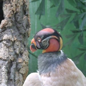 King Vulture