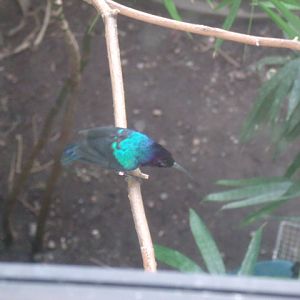 Splendid Sunbird