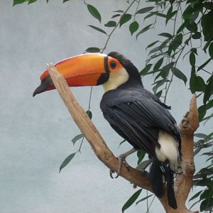 Toco Toucan