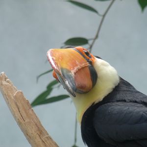 Toco Toucan