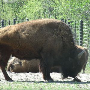 Plains Bison