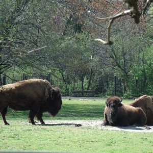 Plains Bison Herd