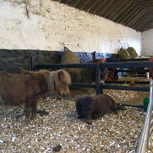 Stable for rescued ponies at willows wildlife sanctuary