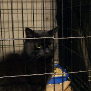 one of the 100+ rescued cats at willows wildlife sanctuary