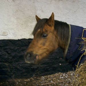 Moris the rescued horse at willows wildlife sanctuary
