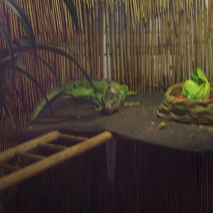 green iguana at willows wildlife sanctuary