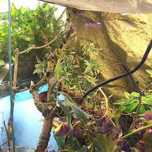 spot the stick insects