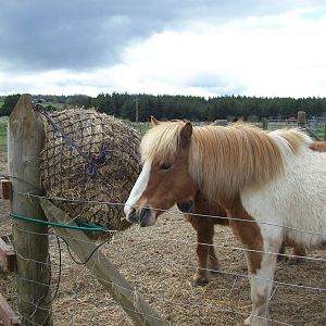 rescued pony at willows wildlife sanctuary