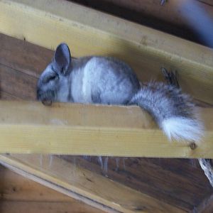 chinchilla at willows wildlife sanctuary