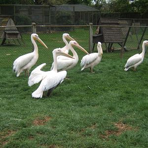 Private Collection owned by Christopher Marler