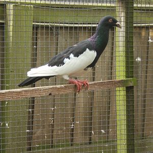 Private Collection owned by Christopher Marler