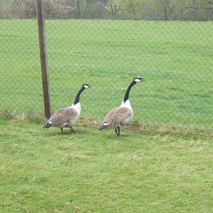 Private Collection owned by Christopher Marler