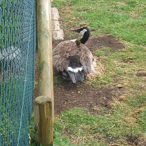 Private Collection owned by Christopher Marler