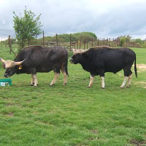 Private Collection owned by Christopher Marler