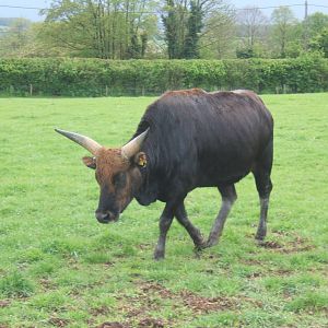 Private Collection owned by Christopher Marler