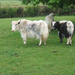 Private Collection owned by Christopher Marler