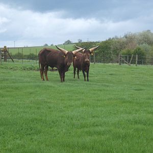 Private Collection owned by Christopher Marler