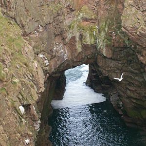 Greater-black-backed gull's flight over the 'bullers-o-buchan'