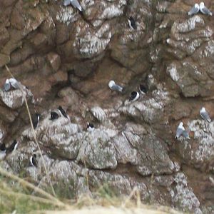 bird Id (not for the gulls)