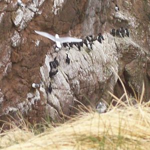 Bird ID (not for the gulls)